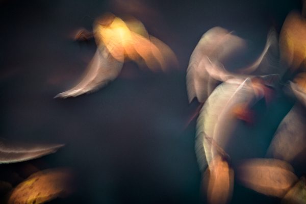 swimming leaves. -01- – Bild 3